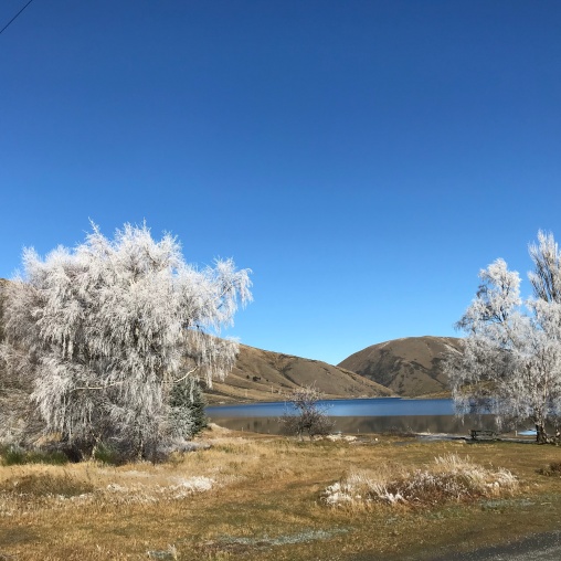 Frozen Tree's by Lake Lyndon